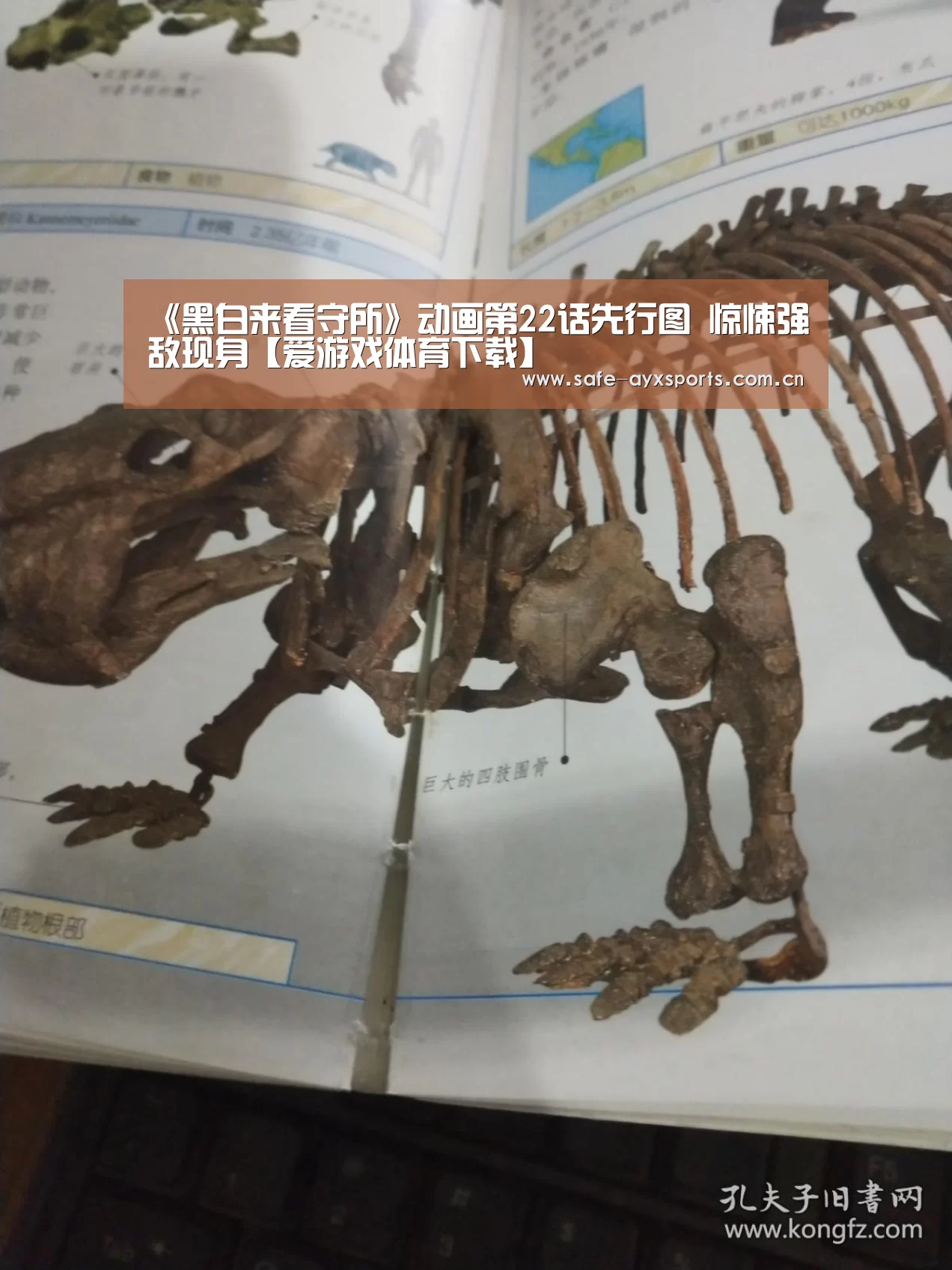体育赛事直播